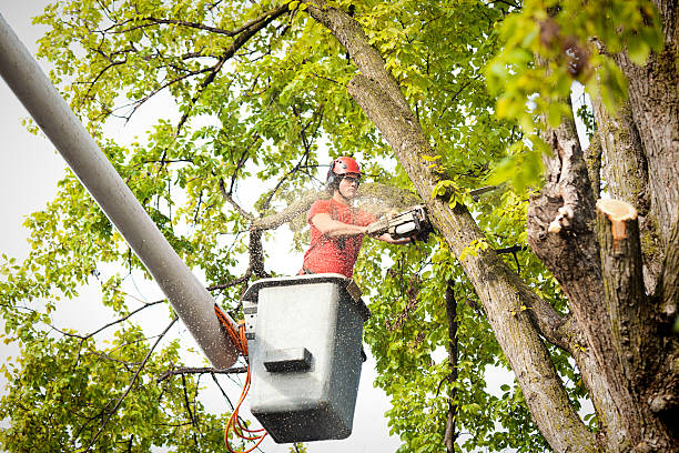 Tree and Shrub Care in Creston, IA