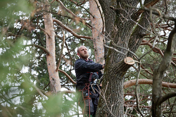 How Our Tree Care Process Works  in  Creston, IA