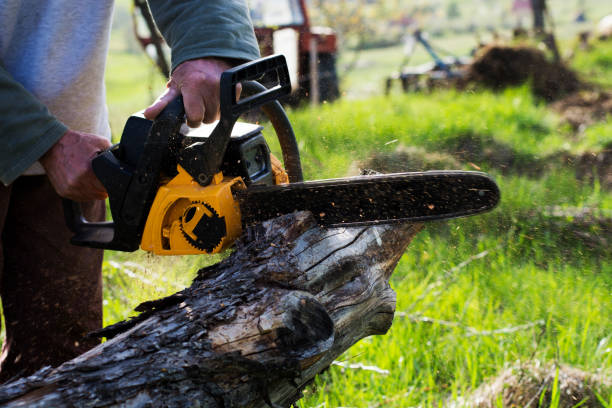 Trusted Creston, IA Tree Removal Services Experts